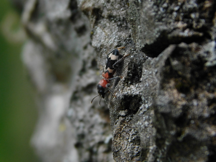 Thanasimus formicarius - vörösnyakú szúfarkas