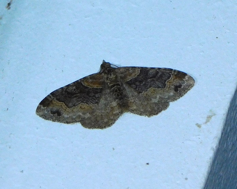 Xanthorhoe ferrugata - kerti tarkaaraszoló
