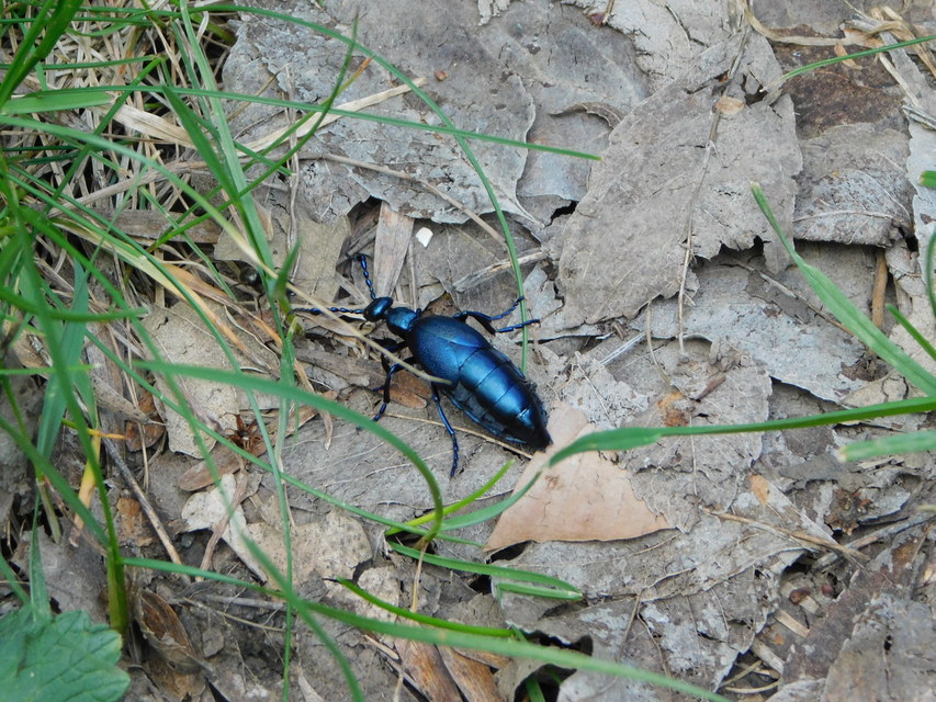 Meloe violaceus - kék nünüke