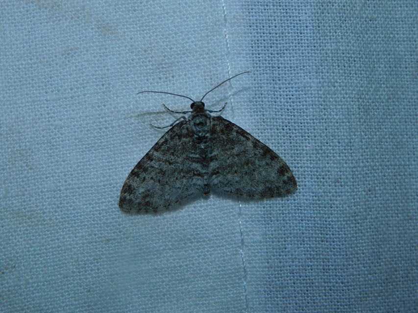 Lobophora halterata - szárnyfüggelékes araszoló