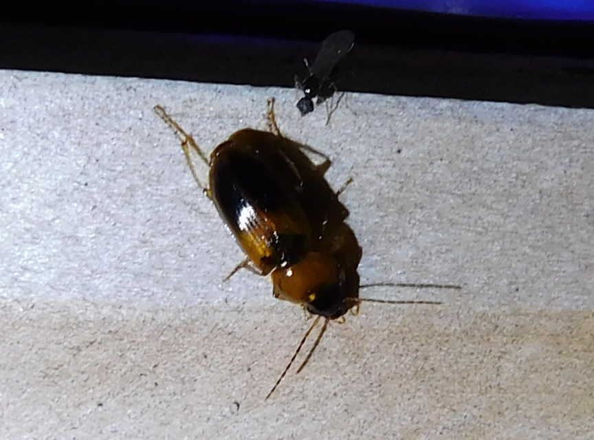 Stenolophus teutonus - nagyfoltos turzásfutó