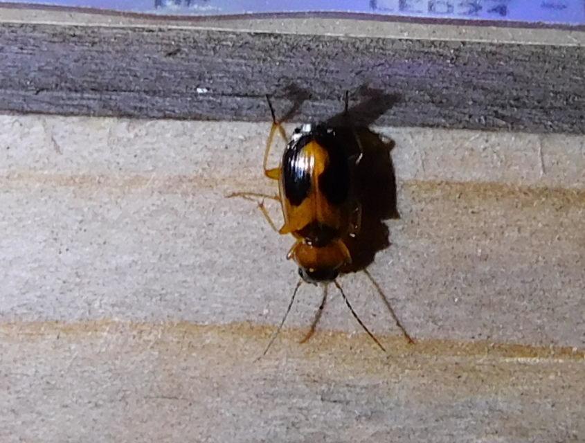 Badister meridionalis - közönséges posványfutonc