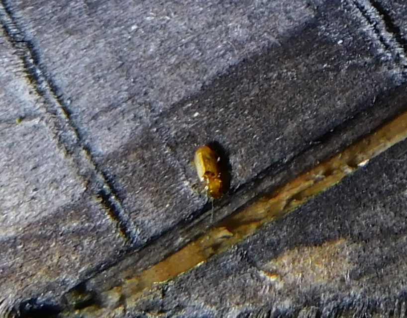 Tachys bistriatus - közönséges martfutó