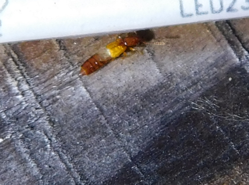 Planeustomus