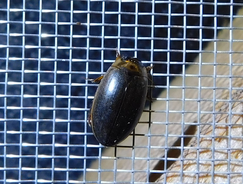 Rhantus