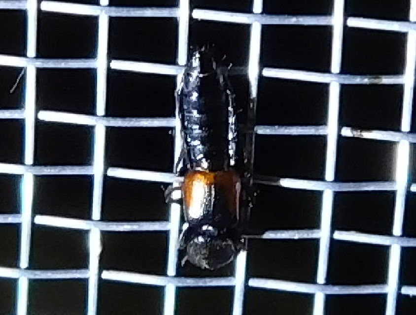Bledius tricornis - háromszarvú ásóholyva Bledius tricornis - háromszarvú ásóholyva