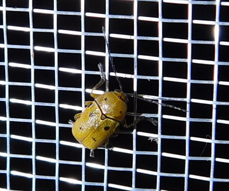 Cryptocephalus octomaculatus - nyolcfoltos zömökbogár
