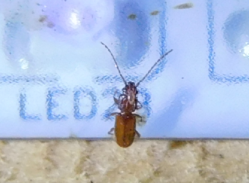 Laemophloeidae - szegélyeslapbogár-félék
