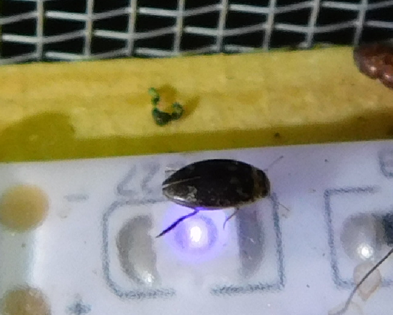 Laccophilus poecilus - tarka bukóbogár