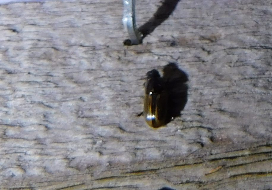 Aphodius lividus - turjáni trágyabogár