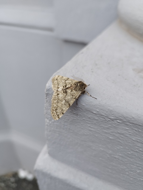 Apocheima pilosaria - zöldes tavasziaraszoló