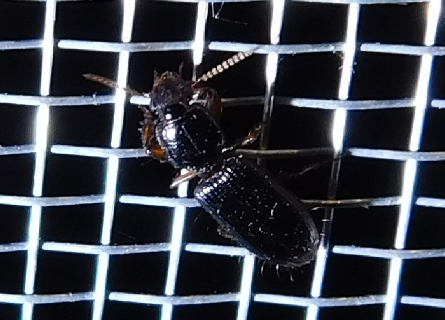 Clivina fossor - egyszínű vakondfutó