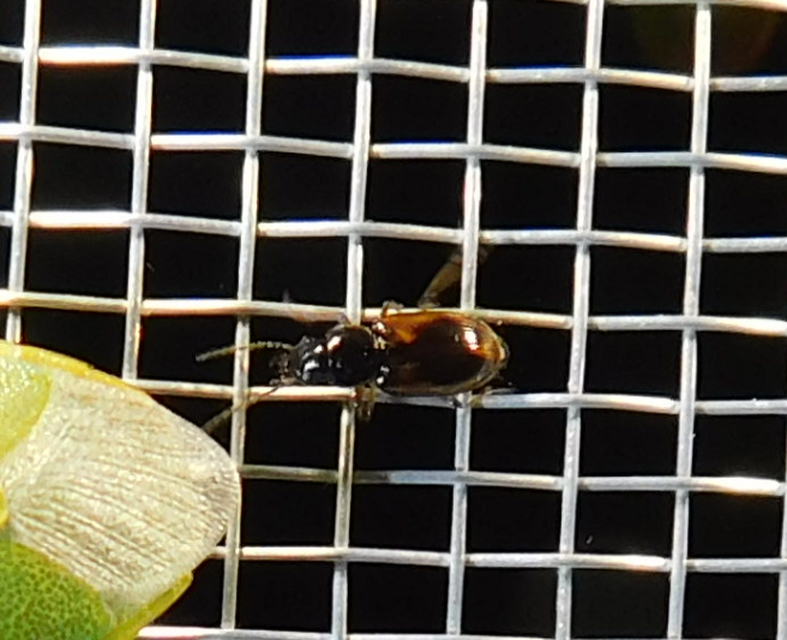 Acupalpus maculatus - vállfoltos törpefutonc