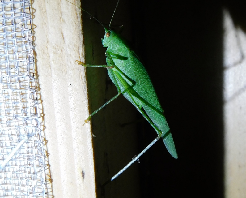 Phaneroptera nana - pontozott repülőszöcske