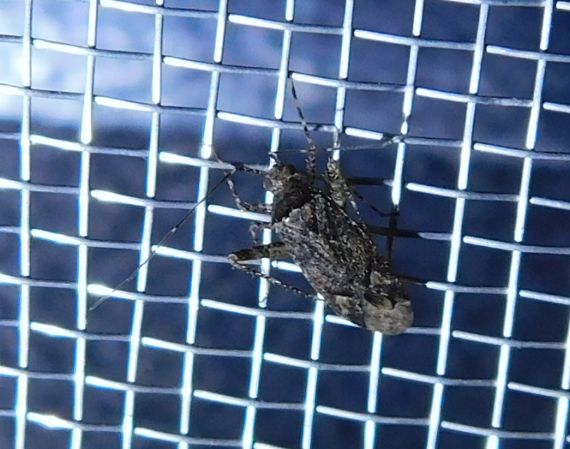 Phytocoris