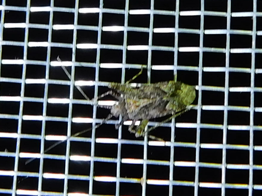 Phytocoris