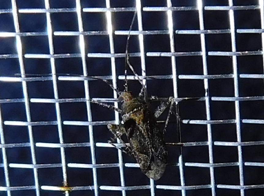 Phytocoris