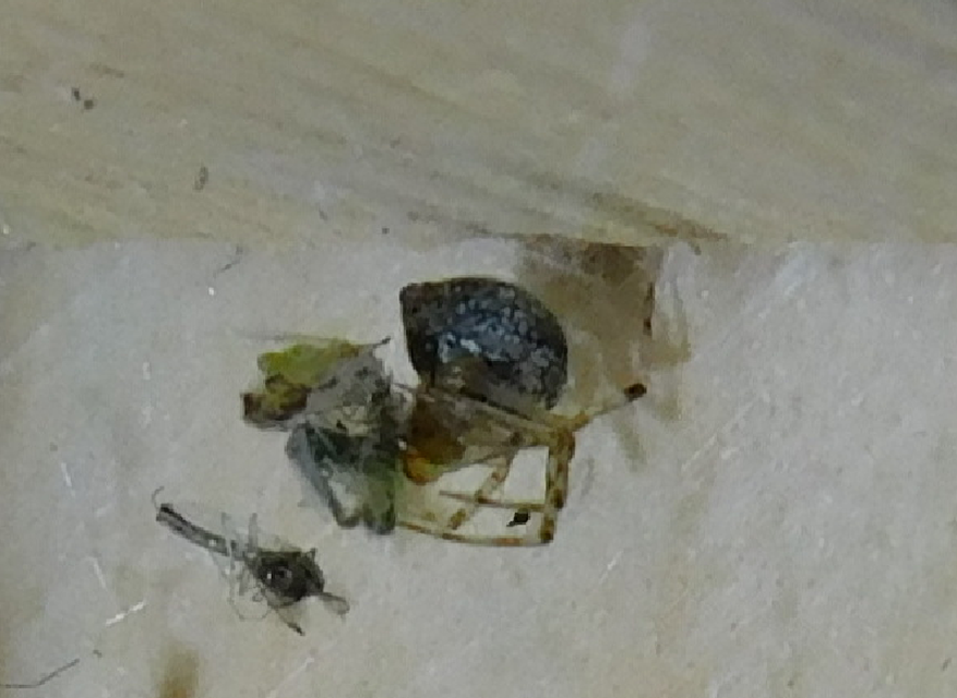 Parasteatoda tepidariorum - üvegházi törpepók