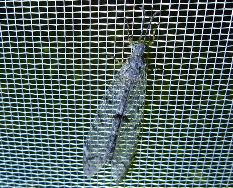 Distoleon tetragrammicus - négyfoltos hangyaleső