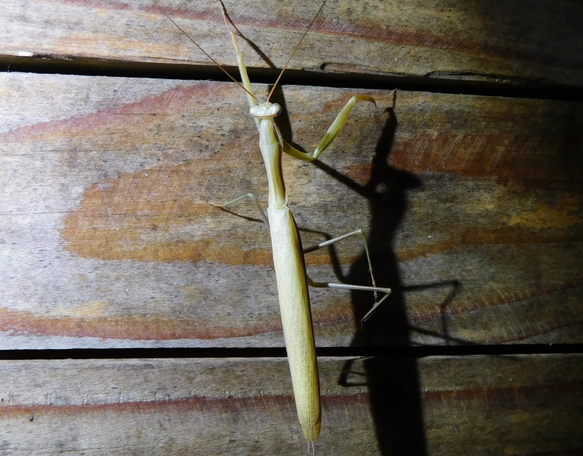Mantis religiosa - imádkozósáska