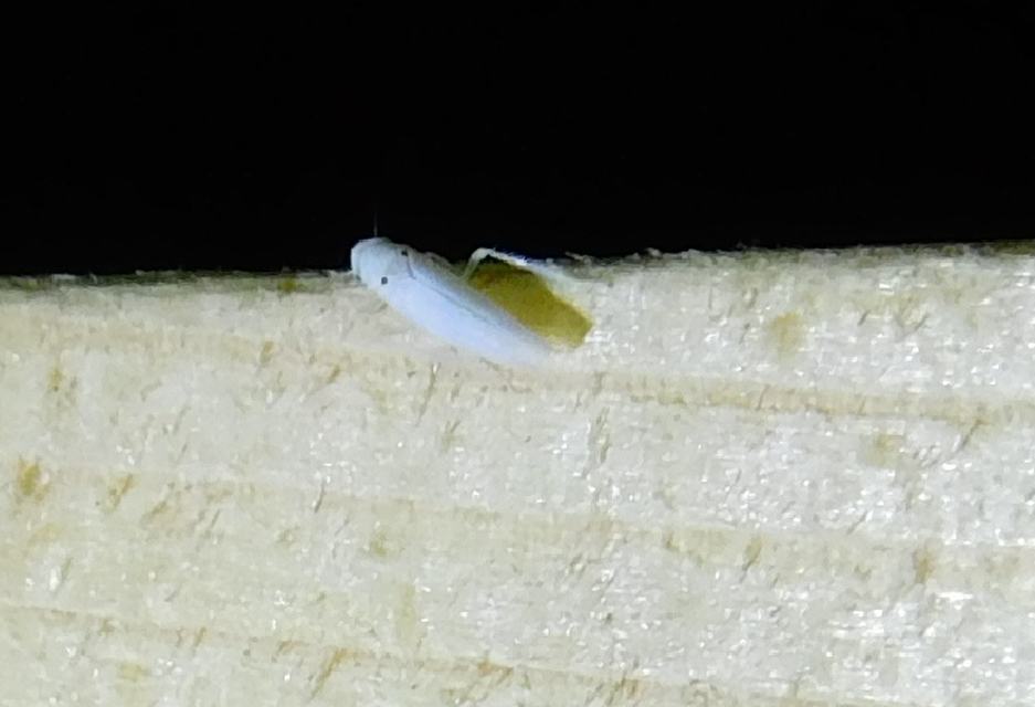 Zygina nivea