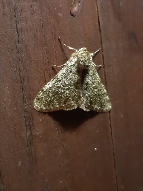 Apocheima pilosaria - zöldes tavasziaraszoló