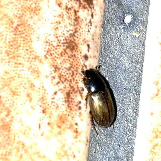 Aphodius prodromus - sárgalábú trágyabogár