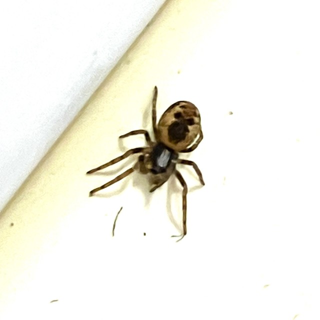 Dictynidae - hamvaspókok