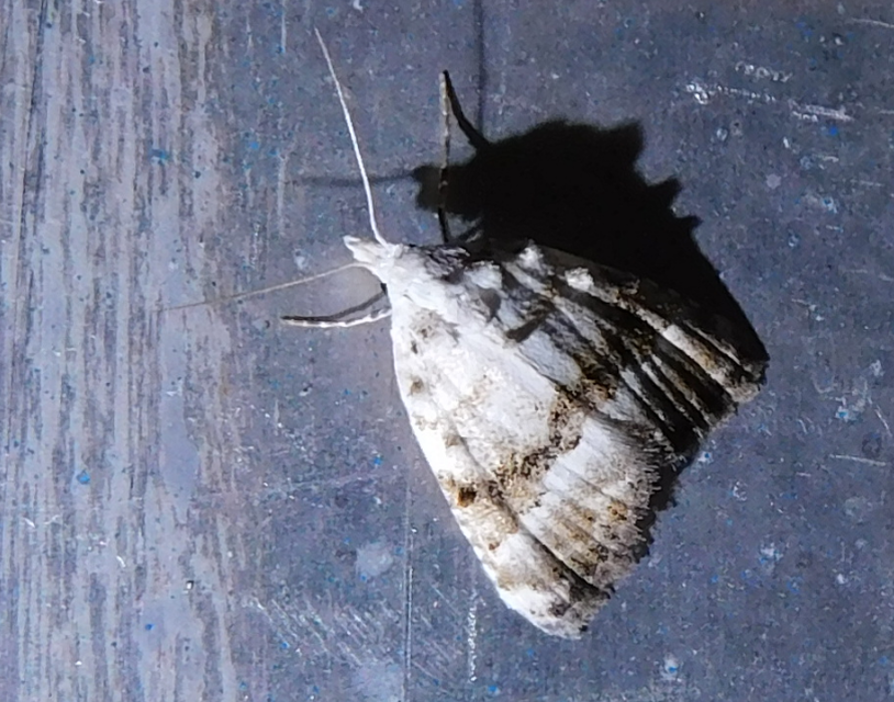 Meganola albula - fehér pamacsosszövő