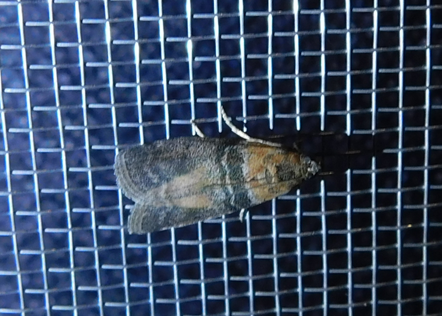Sciota