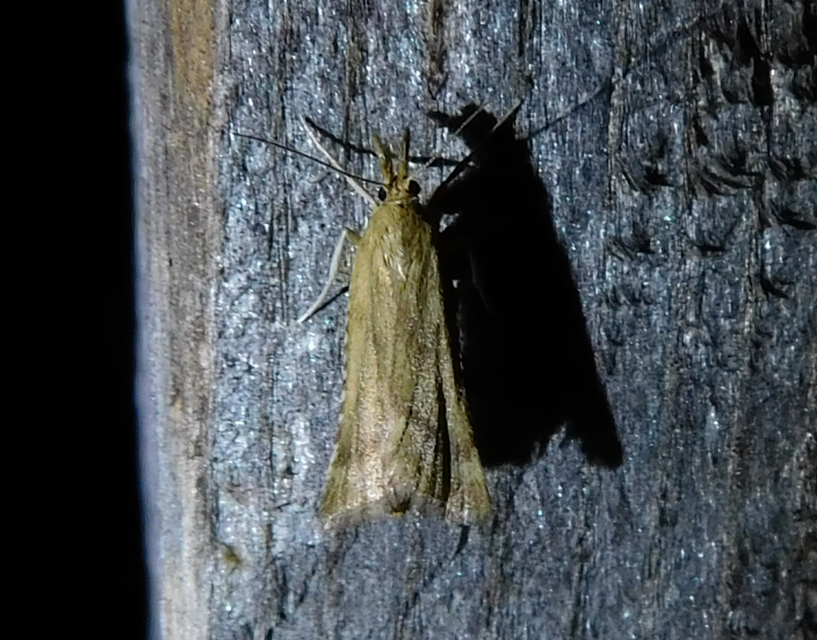 Synaphe punctalis - hosszúlábú fényilonca