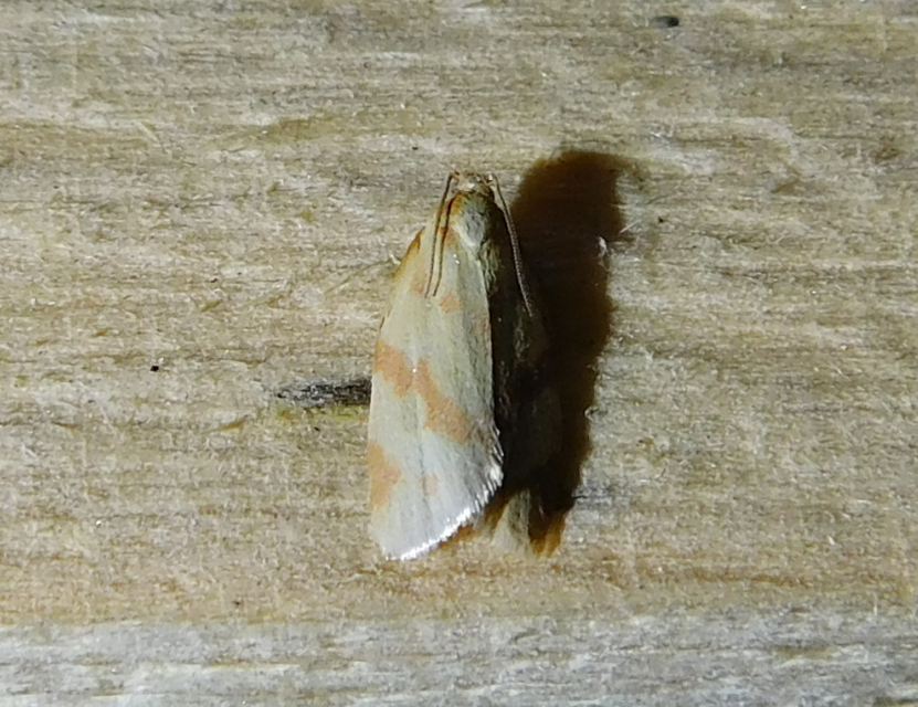 Clepsis pallidana - aranysárga sodrómoly