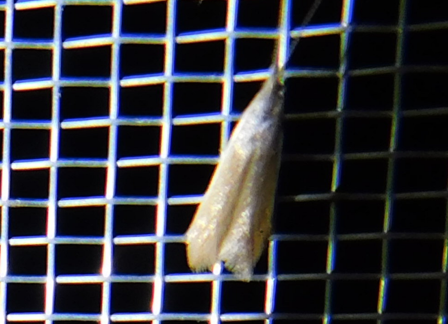 Coleophora