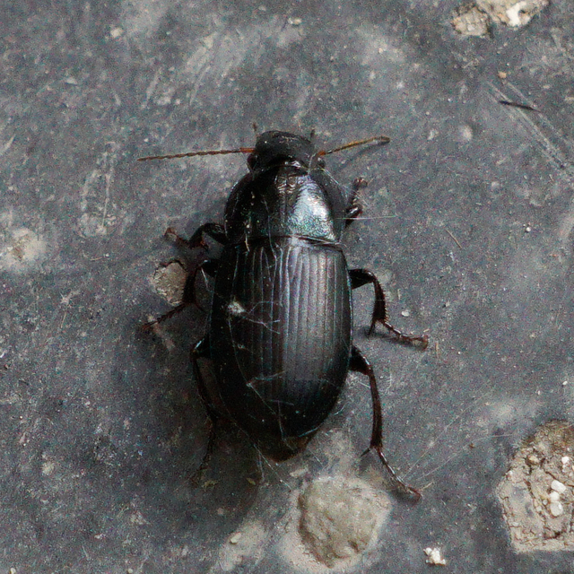 Harpalus caspius - keleti lomhafutó