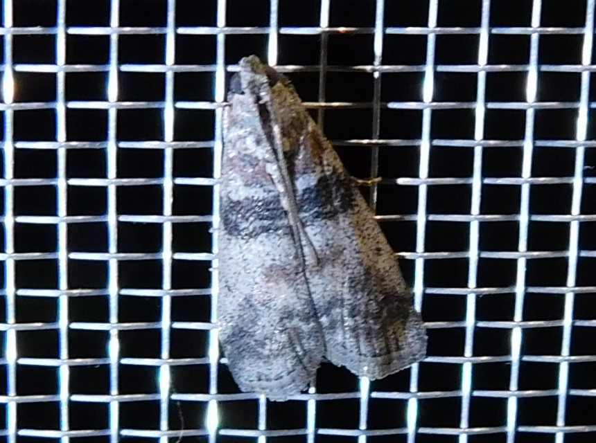 Sciota