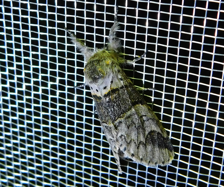 Furcula bifida - kis púposszövő
