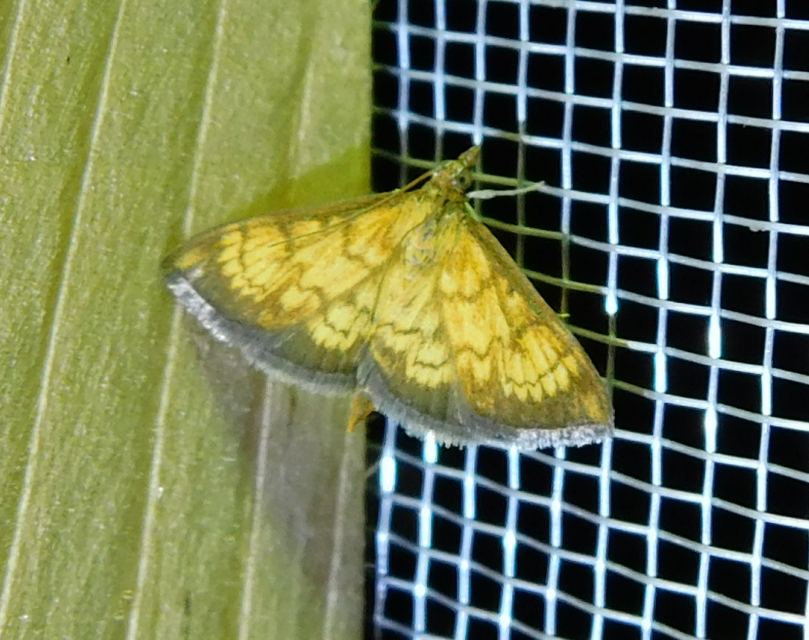 Ecpyrrhorrhoe rubiginalis - rozsdavörös tűzmoly