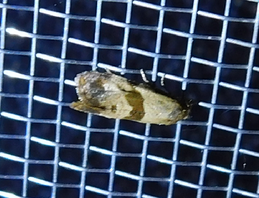 Phalonidia contractana - pipitér-fúrómoly