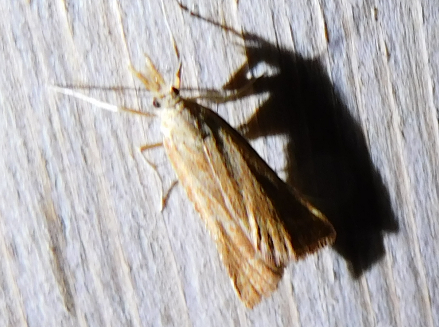 Synaphe punctalis - hosszúlábú fényilonca