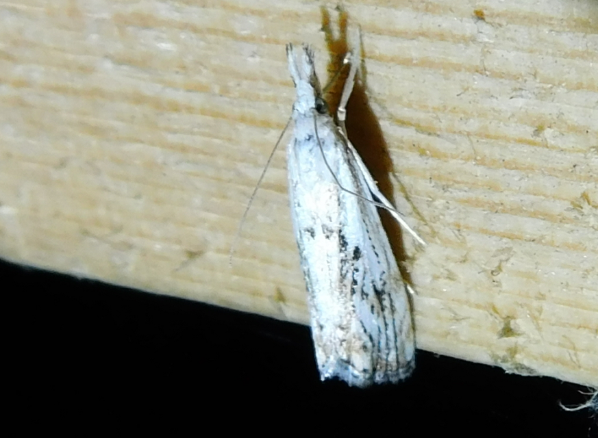 Catoptria falsella - hálós fűgyökérmoly