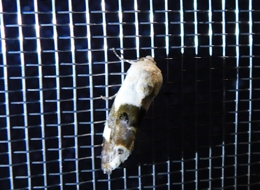 Acontia lucida - fehér nappalibagoly