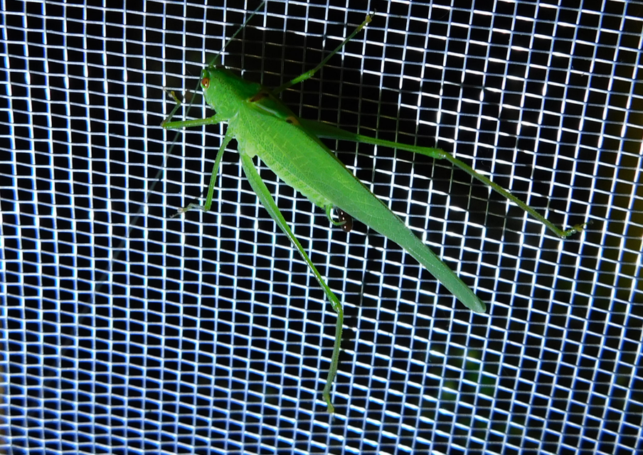 Phaneroptera nana - pontozott repülőszöcske