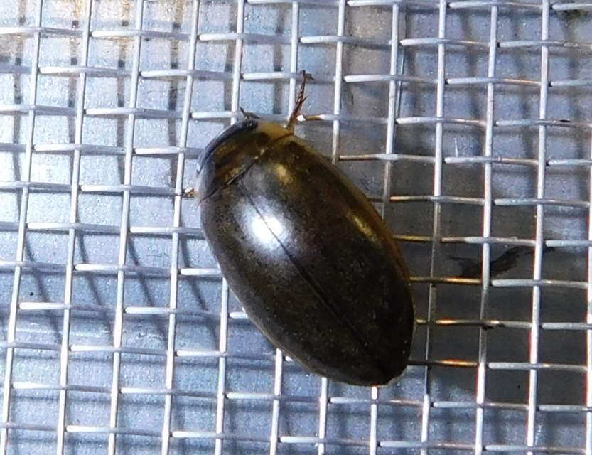 Rhantus