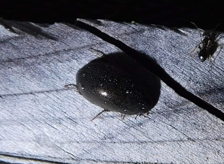 Limnoxenus niger - fekete csibor
