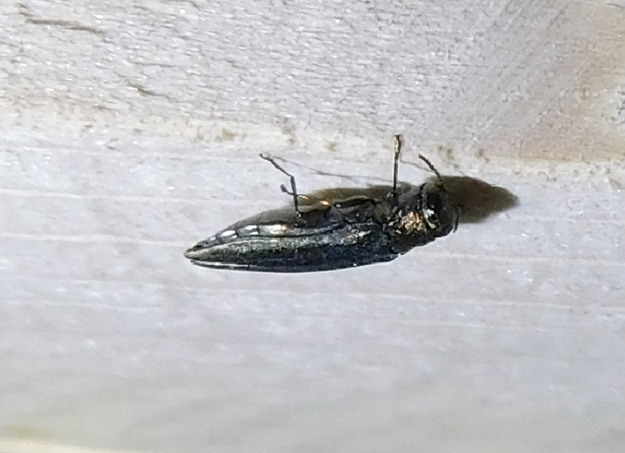 Agrilus Agrilus