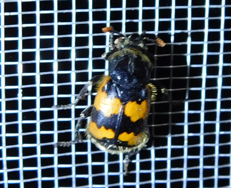 Nicrophorus vespillo - közönséges temetőbogár