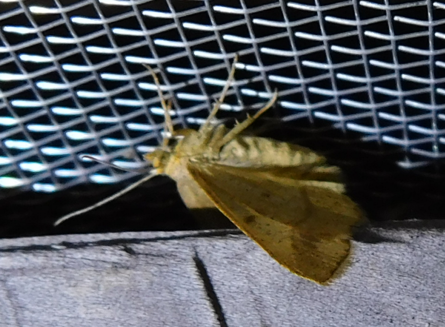 Tephrina arenacearia - lucerna-araszoló