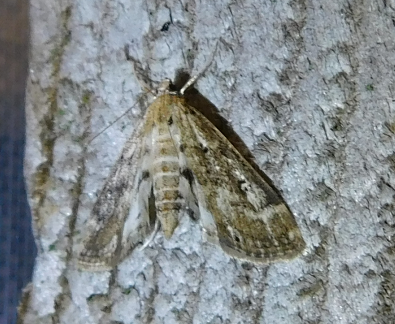 Parapoynx stratiotata - közönséges vízimoly