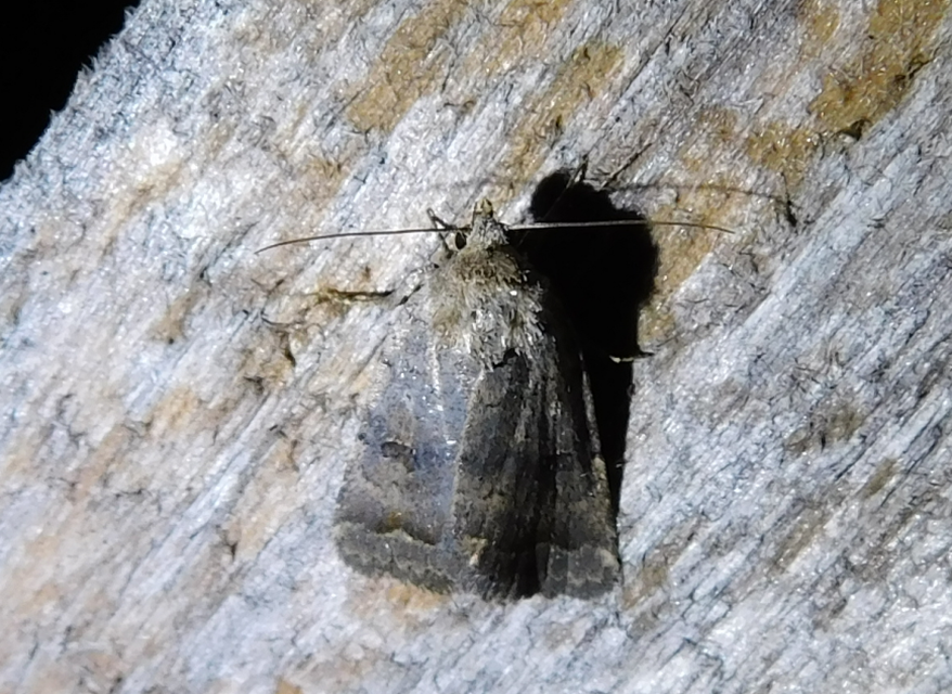 Athetis furvula - homoki lápibagoly