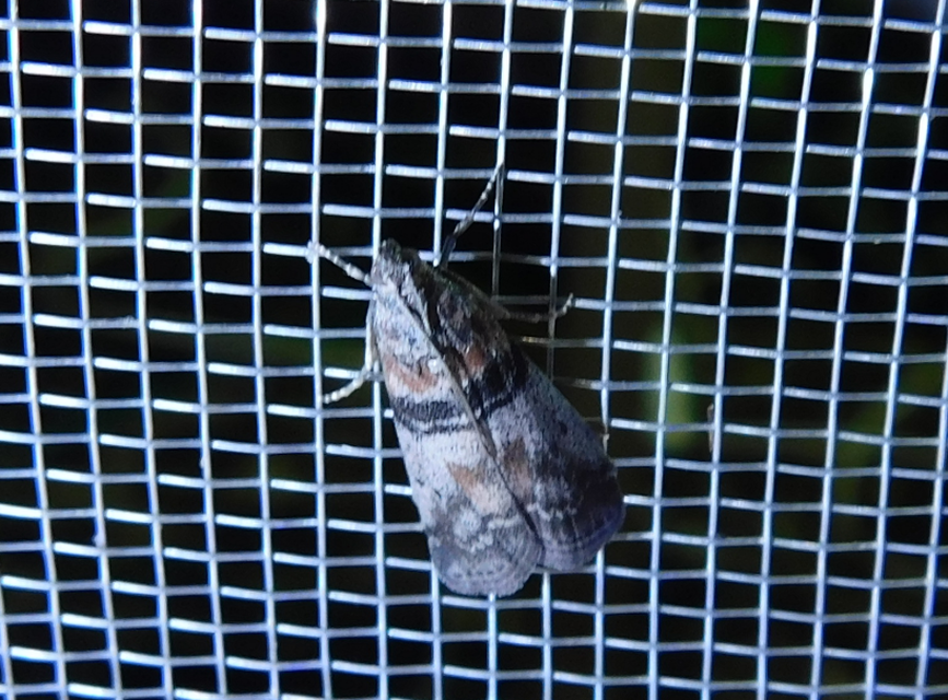 Sciota